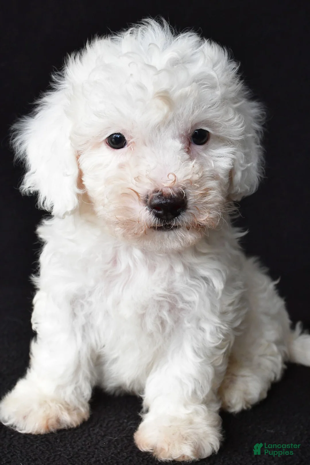 Bichon Frise dogs for sale: Bobby - Ad 1