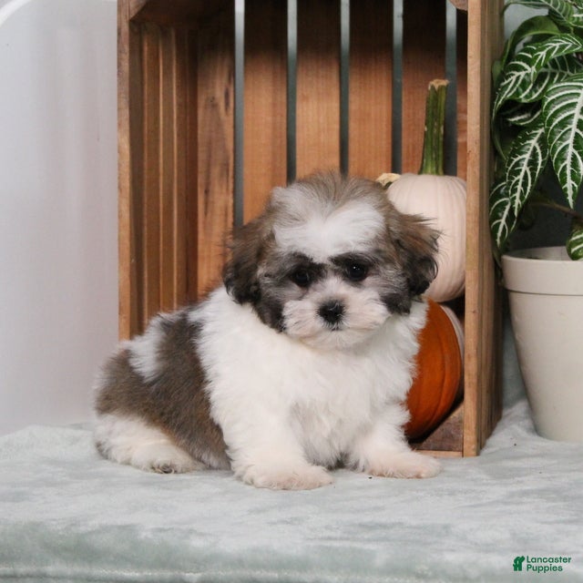 Teddy Bear dogs Yancy - Ad 2