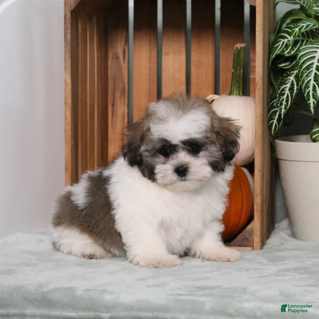 Teddy Bear dogs for sale: Yancy - Ad 2