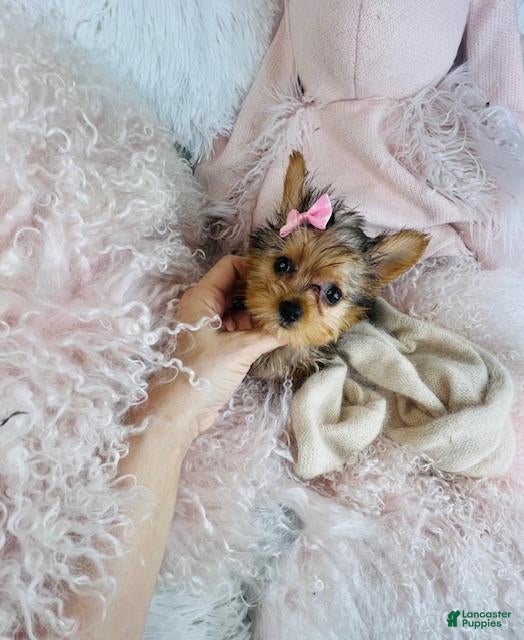 Yorkshire Terrier dogs Yorkshire Terrier Puppy 1 - Ad 1