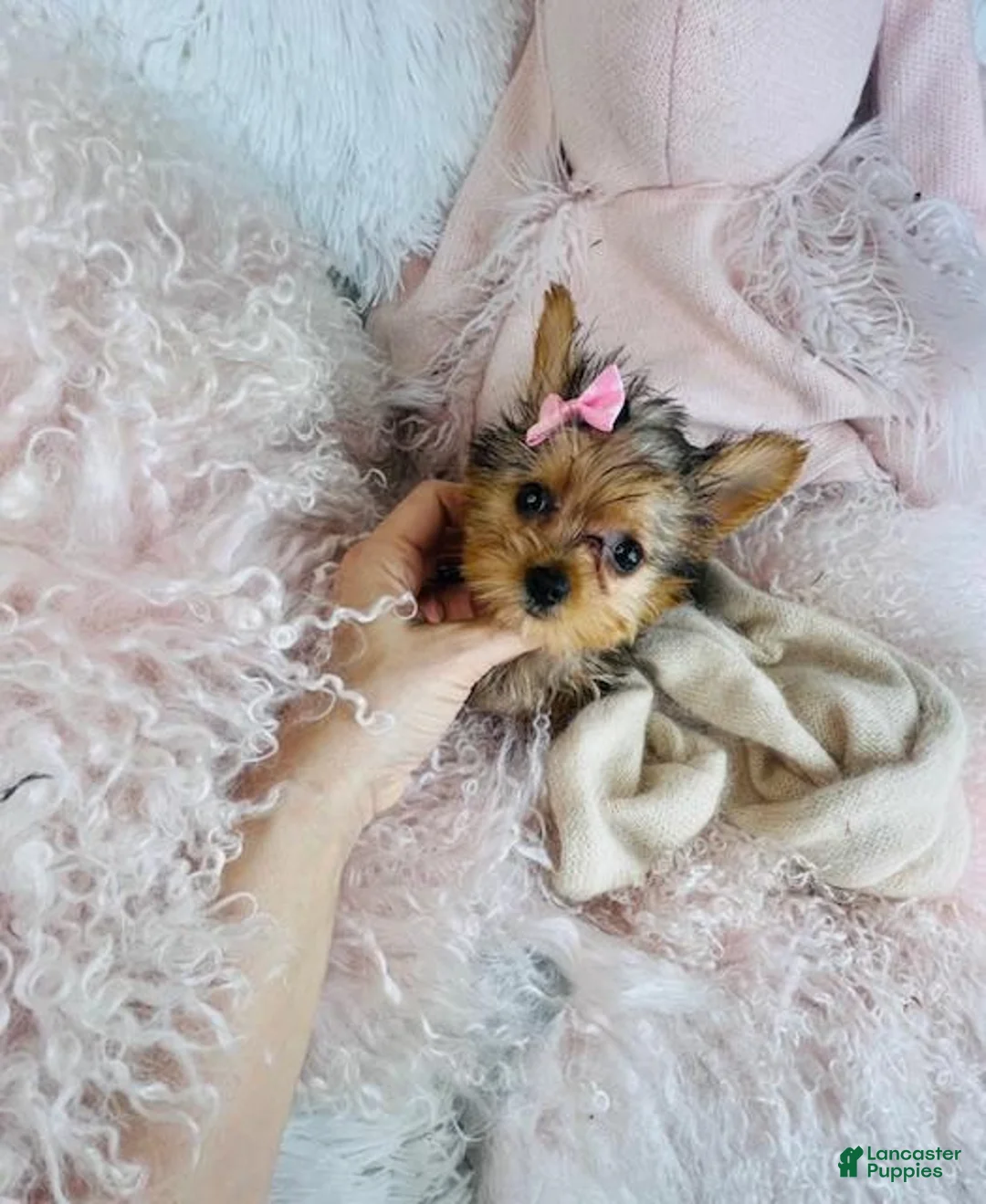 Yorkshire Terrier dogs for sale: Yorkshire Terrier Puppy 1 - Ad 1