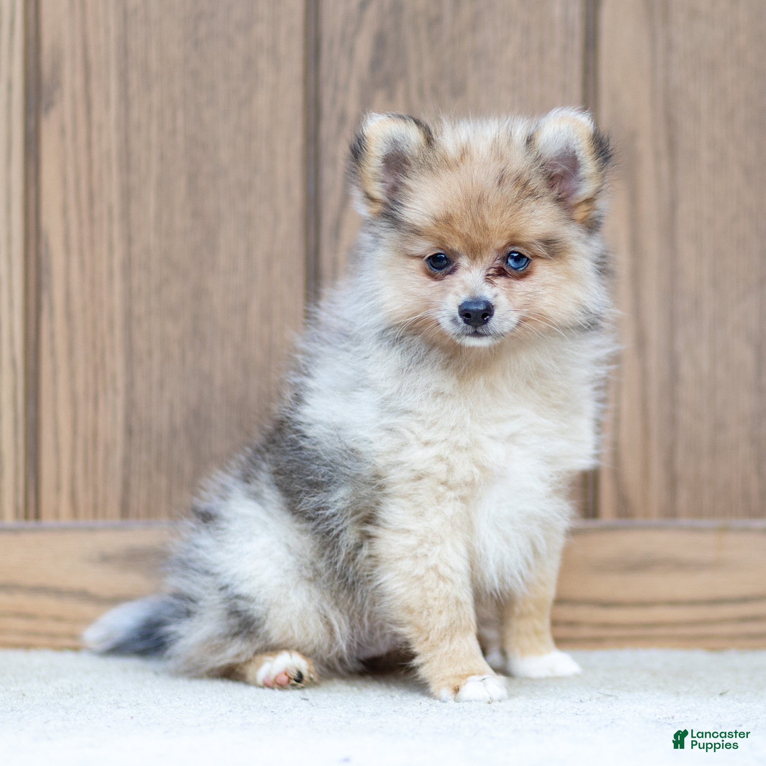 Pomeranian dogs Austin Blue Eye - Ad 1