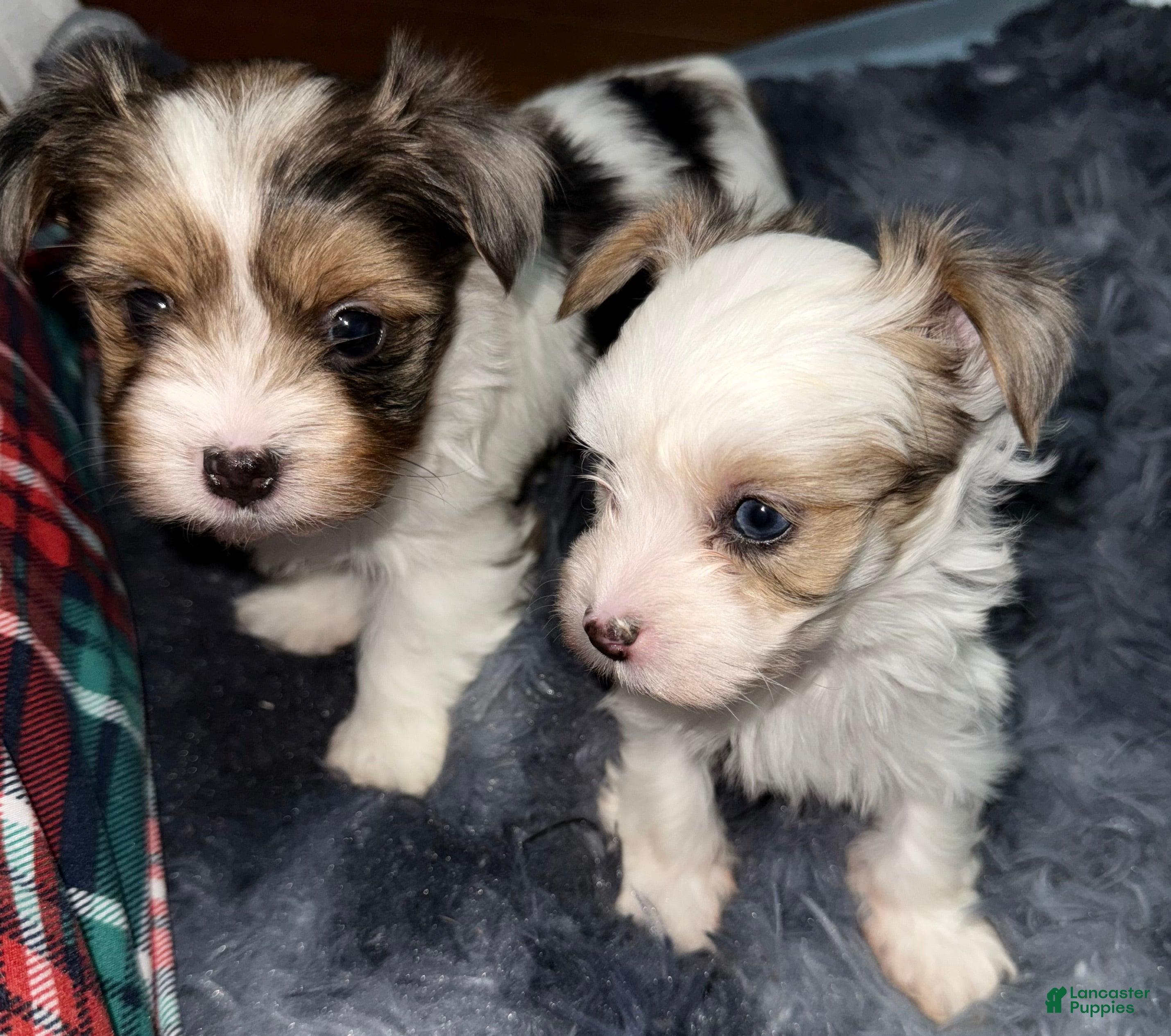 Yorkshire Terrier dogs Diamond  - Ad 2