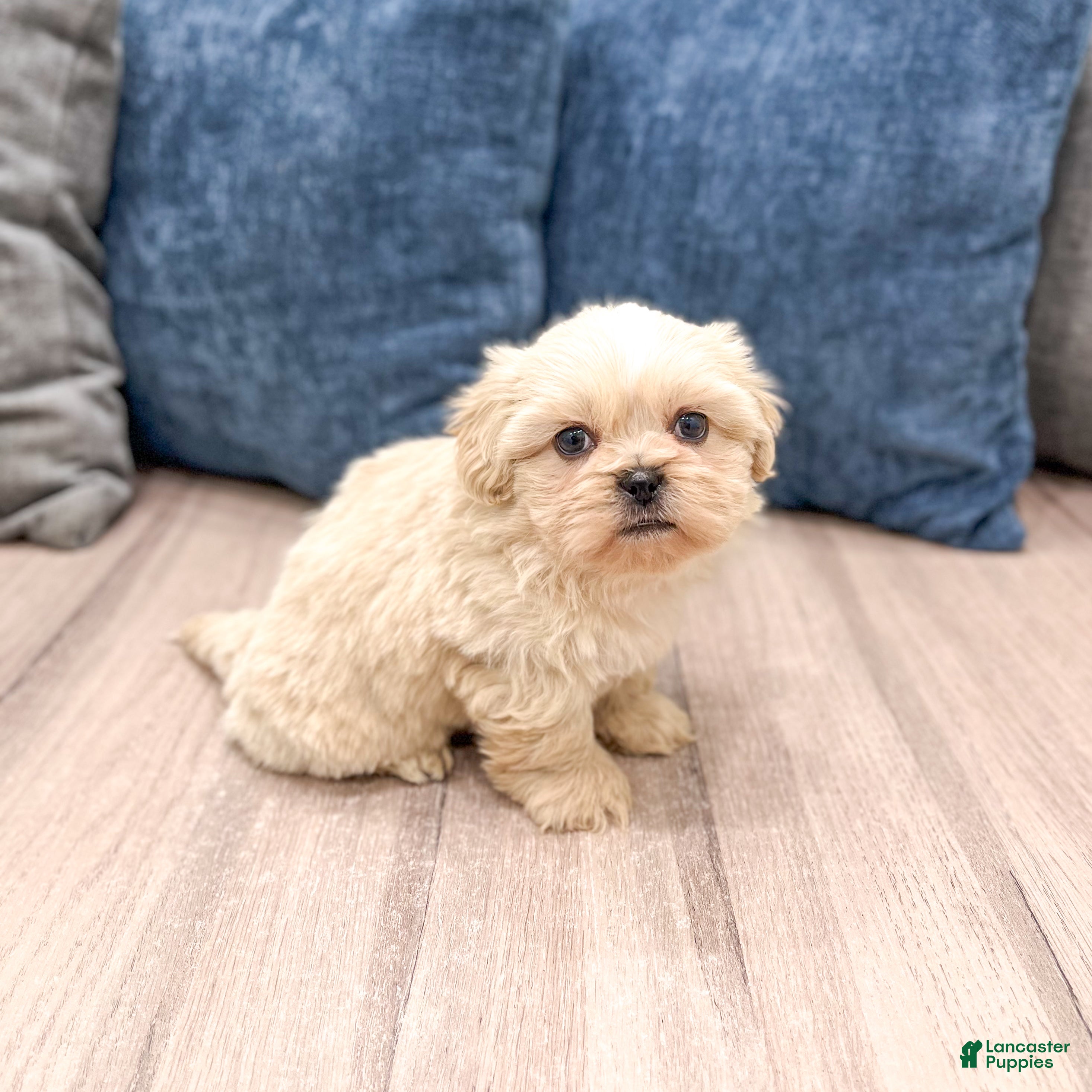 Teddy Bear dogs Finn - Ad 1