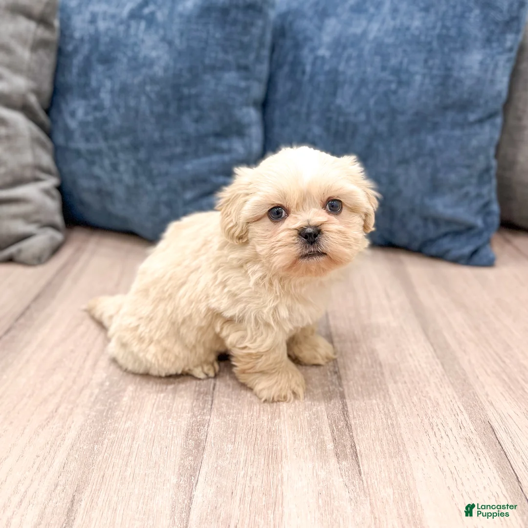 Mixed Breed dogs for sale: Finn - Ad 1