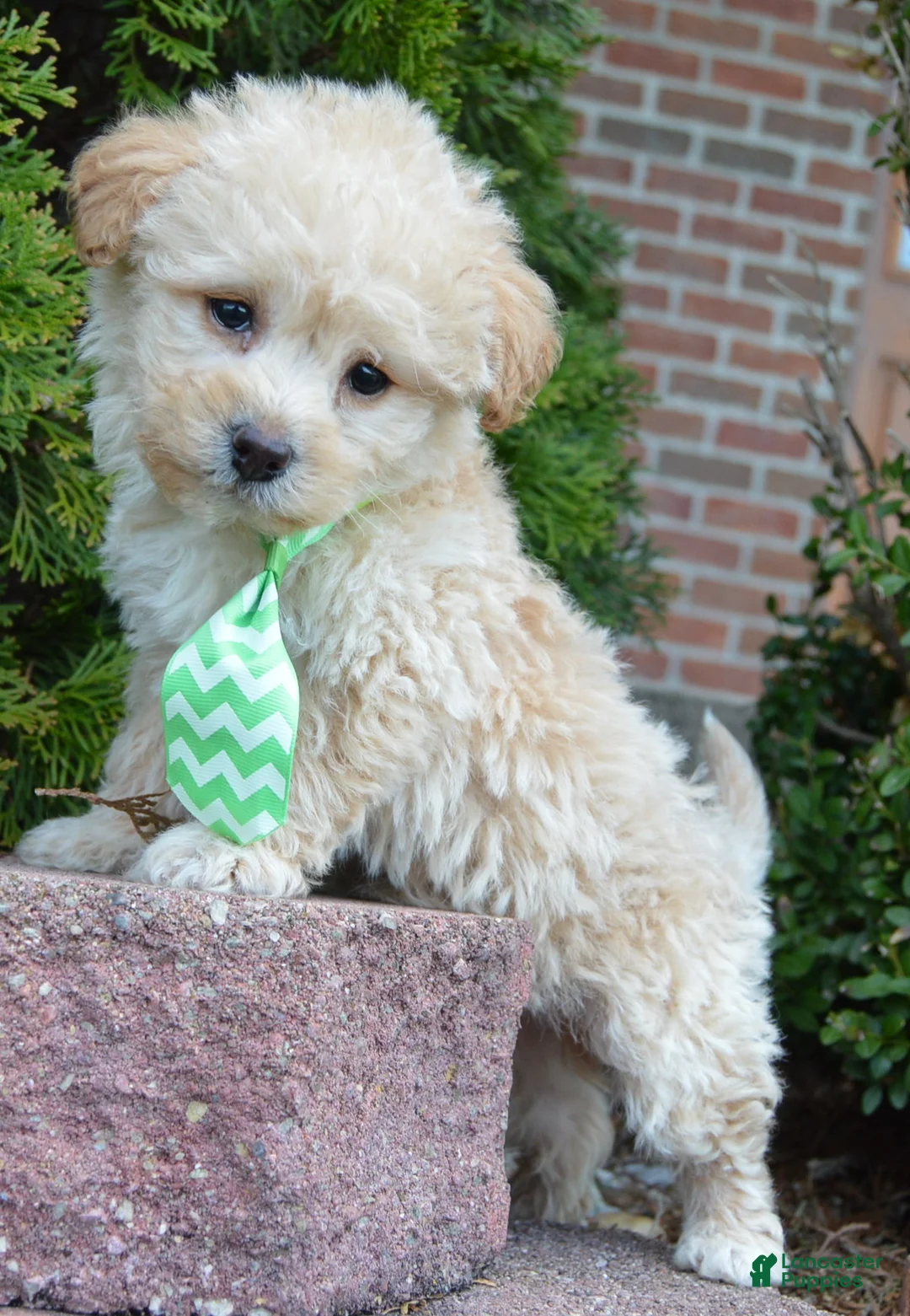 Yorkiepoo dogs for sale: Max - Ad 1