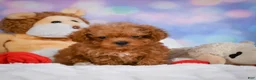 Cavapoo dogs for sale: Dan - Ad 11