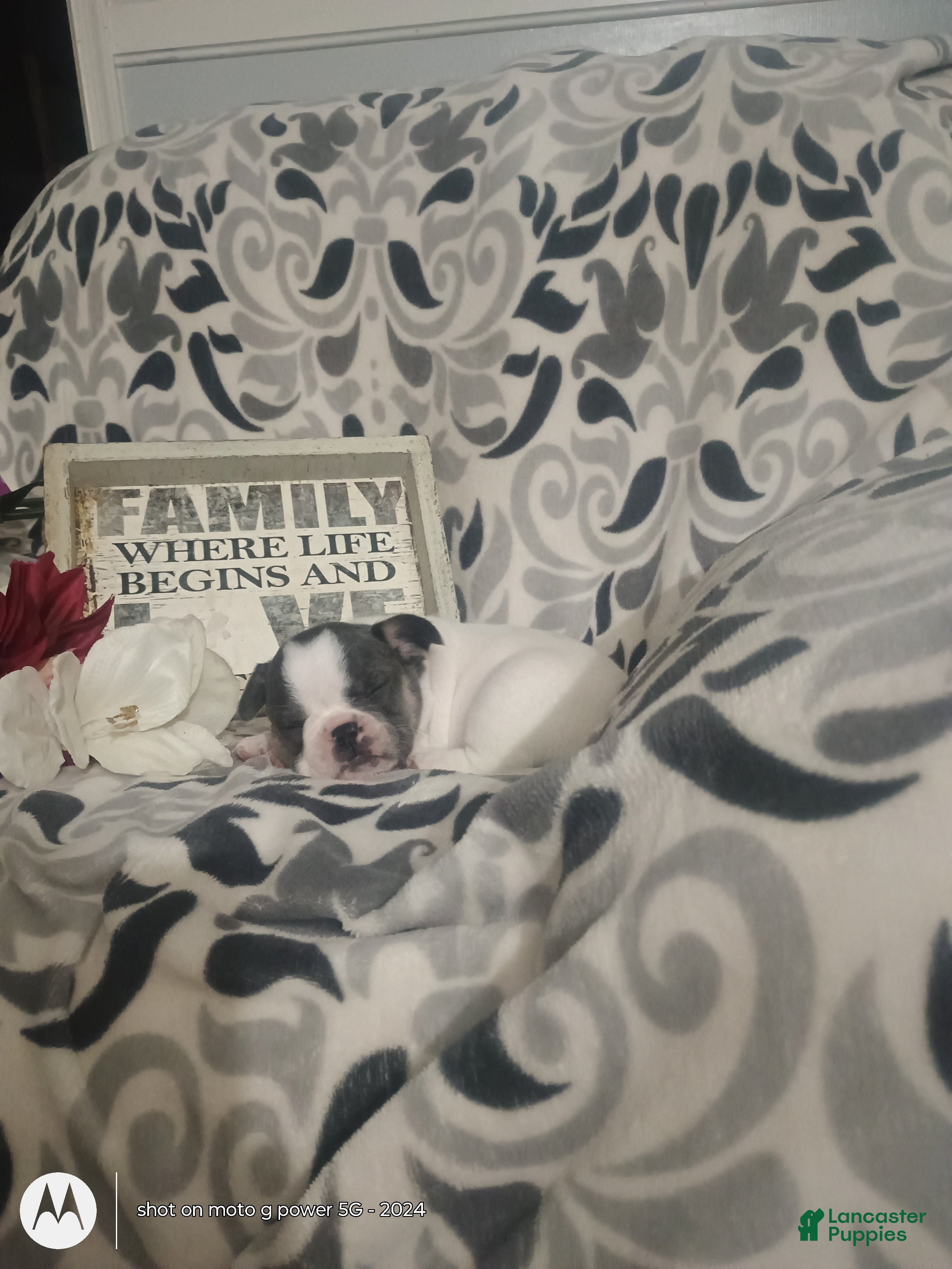 French Bulldog dogs Sasha - Ad 2