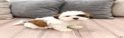 Shih Tzu dogs for sale: Cruze - Ad 3