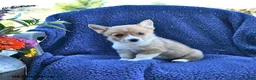 Welsh Corgi Pembroke dogs for sale: Sparky - Ad 4