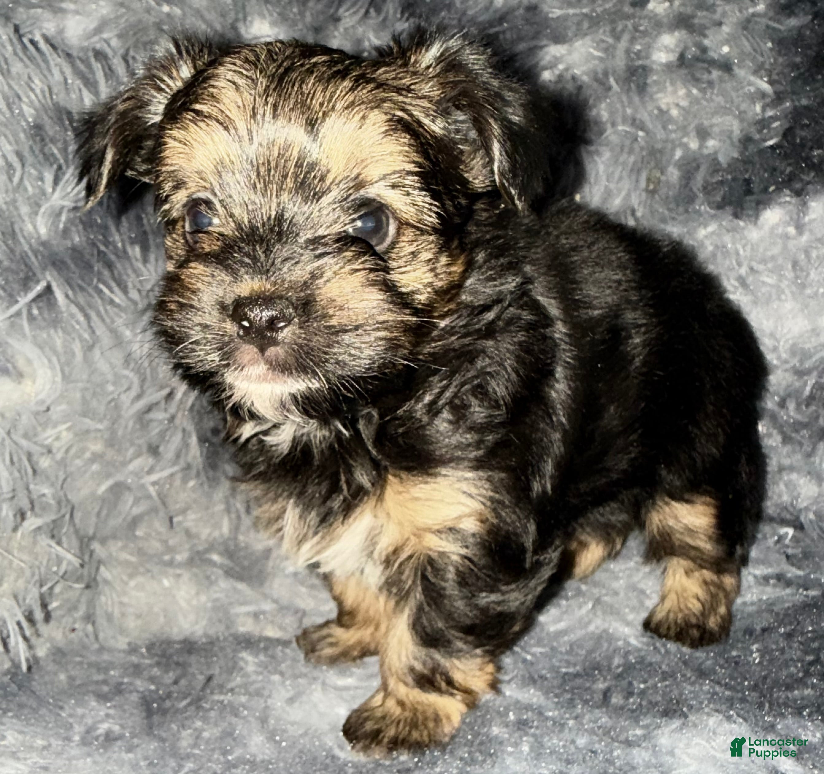 Yorkshire Terrier dogs Dash - Ad 19