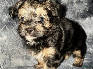 Yorkshire Terrier dogs Dash - Ad 19
