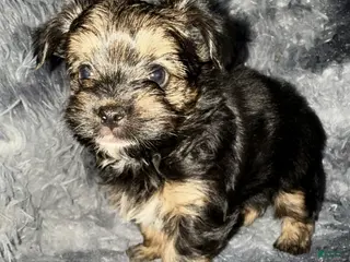 Yorkshire Terrier dogs Dash - Ad 20