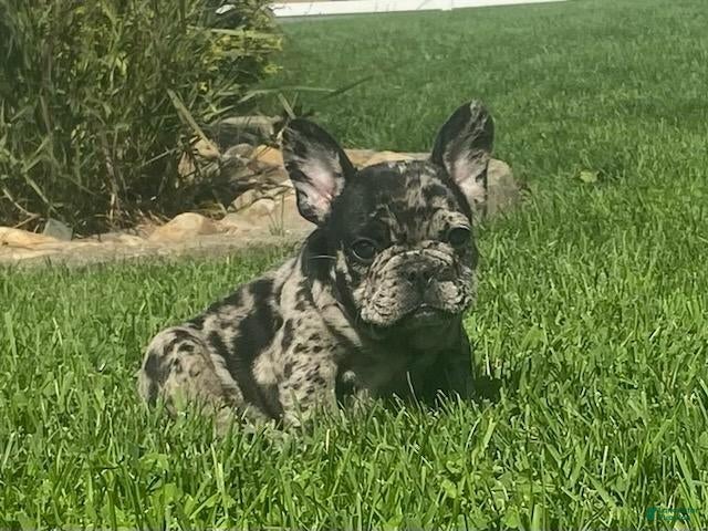 French Bulldog dogs Dakota - Ad 1