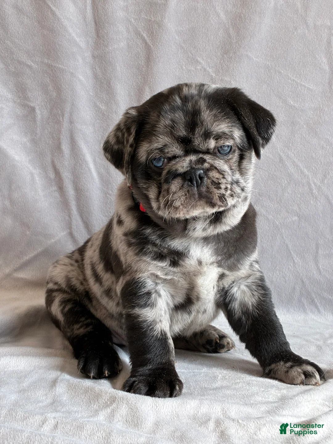 Pug dogs for sale: Tucker - Ad 3
