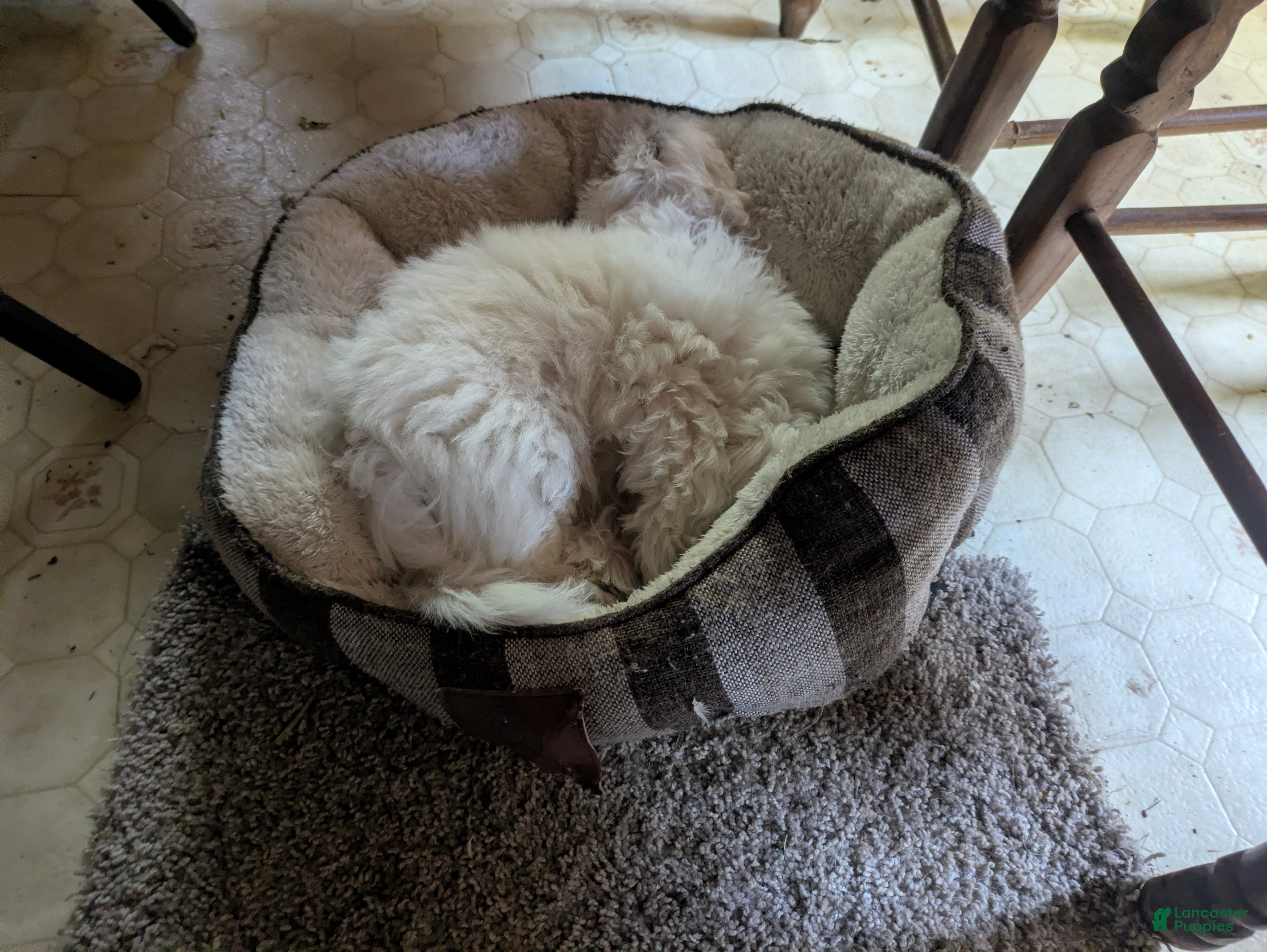 Malshi dogs Sherpa  - Ad 2