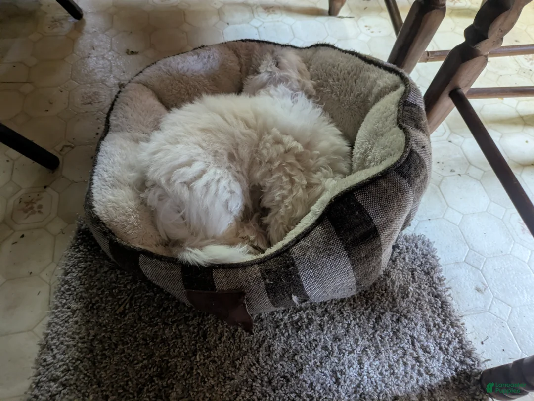 Malshi dogs for sale: Sherpa  - Ad 2
