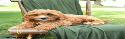 Cavapoo dogs for sale: Malachi - Ad 1