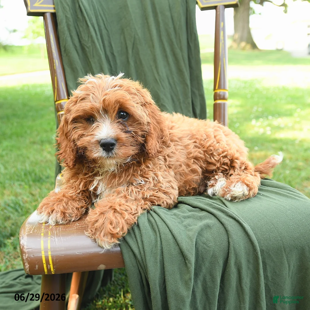 Cavapoo dogs for sale: Malachi - Ad 1
