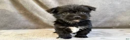 Morkie dogs for sale: Dustin - Ad 1