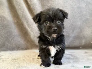 Morkie dogs for sale: Dustin - Ad 2