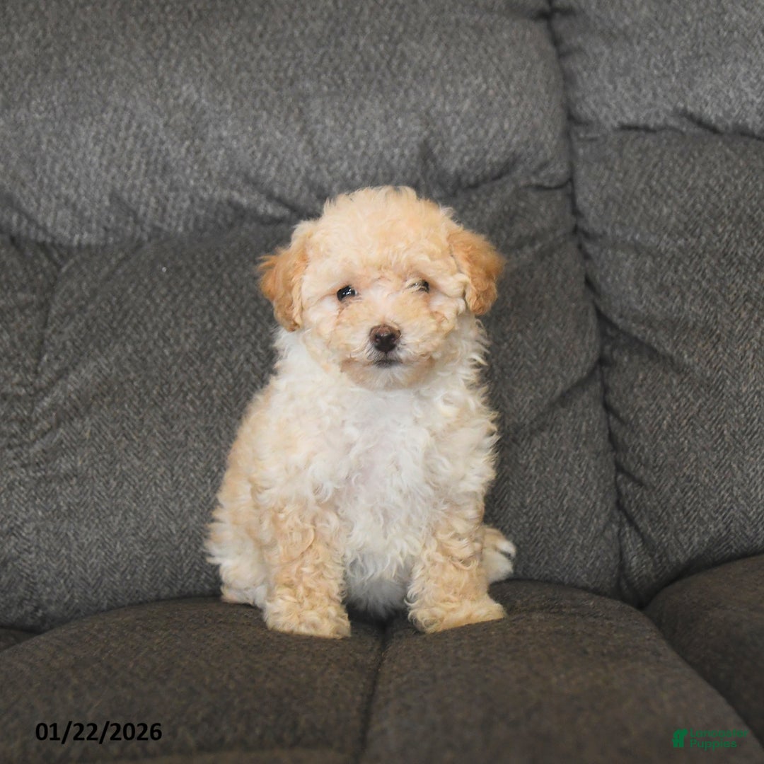 Bichpoo dogs for sale: Lila  - Ad 1