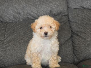 Bichpoo dogs Lila - Ad 2