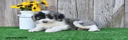 Mini Aussiedoodle dogs for sale: Jewel - Ad 2