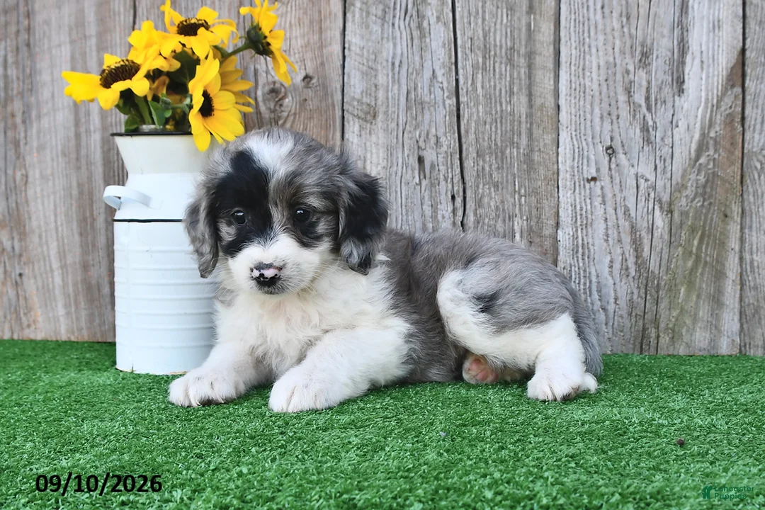 Mini Aussiedoodle dogs for sale: Jewel - Ad 2
