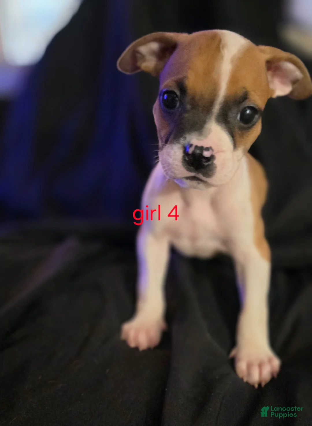 Mixed Breed dogs for sale: Teenie Tuna - Ad 1