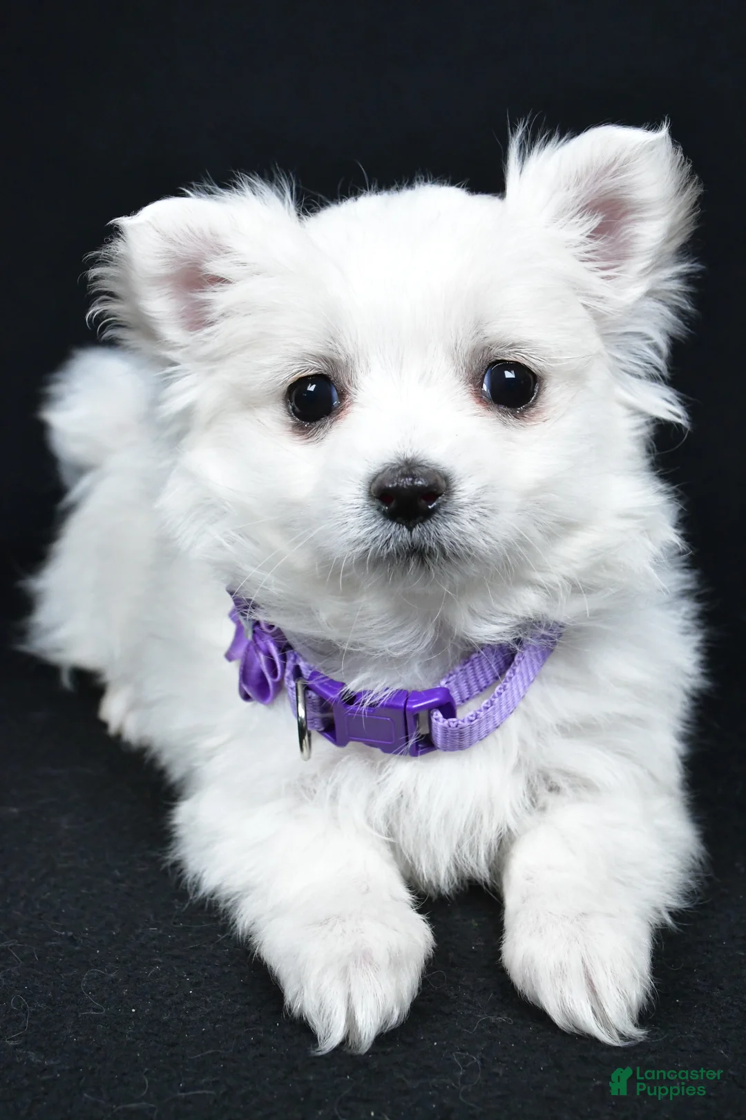 Maltese dogs for sale: Angie - Ad 4