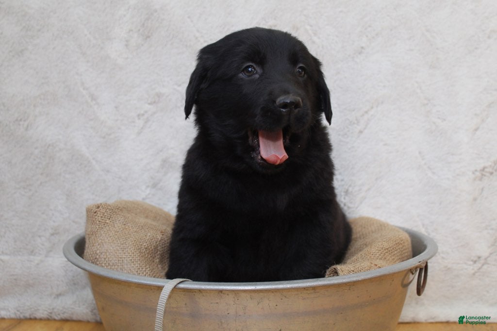 Mixed Breed dogs Grey - Ad 18