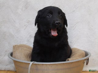 Mixed Breed dogs Grey - Ad 23