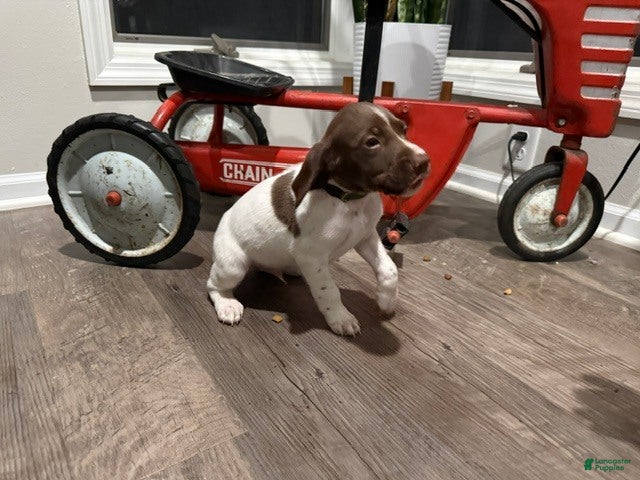 German Shorthaired Pointer dogs Ed - Ad 1