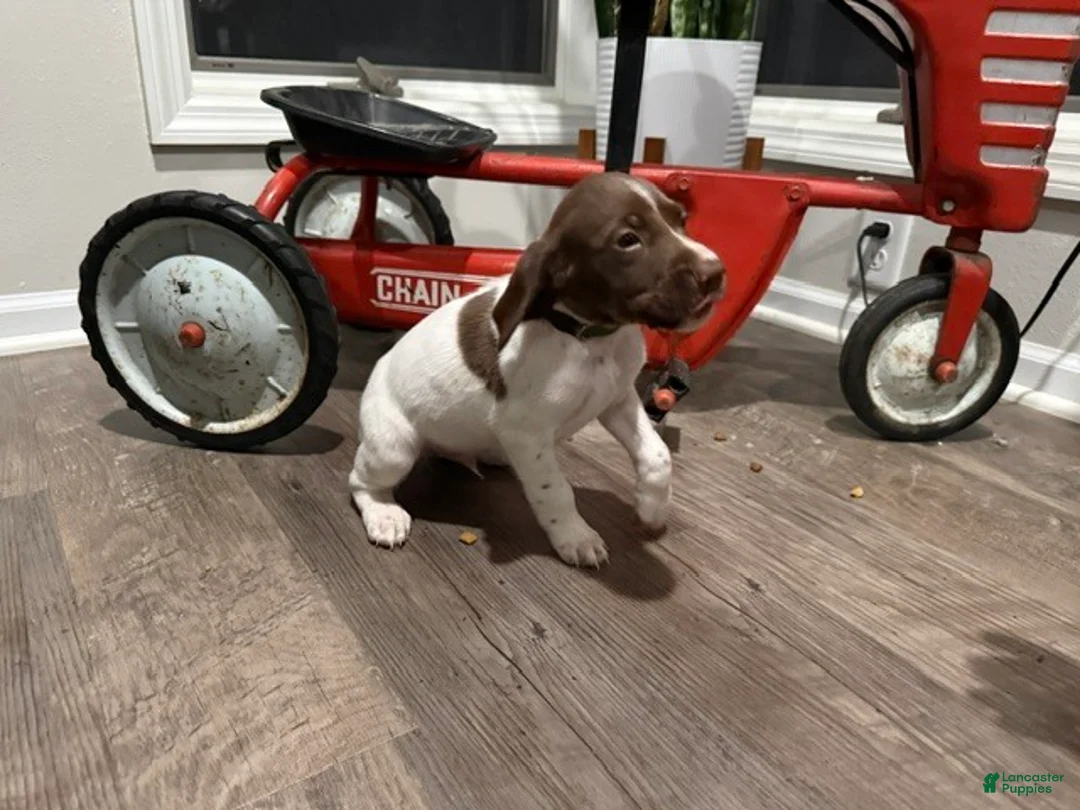 German Shorthaired Pointer dogs for sale: Ed - Ad 4