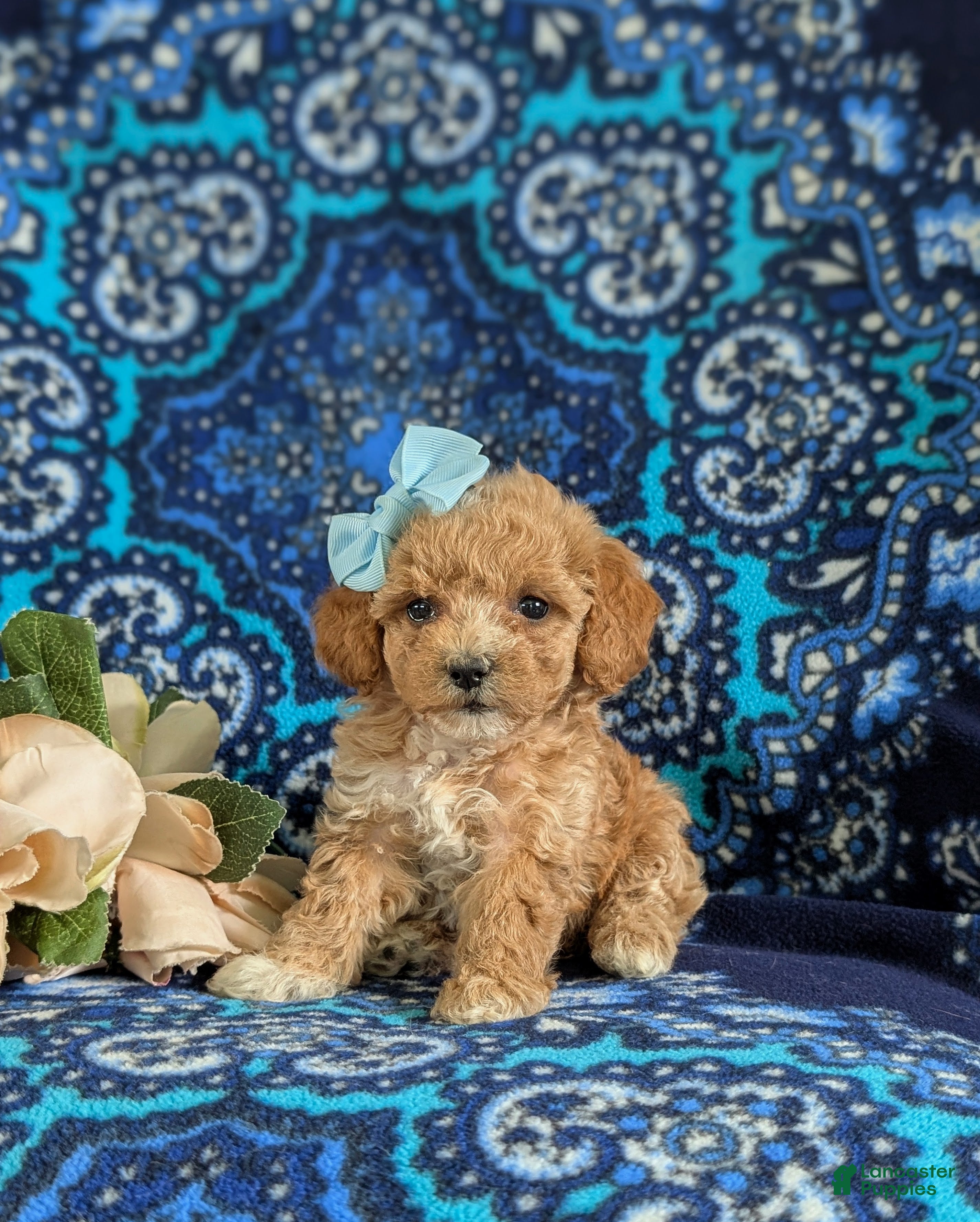 Bichpoo dogs for sale: Roxie 9 lbs Full grown - Ad 1