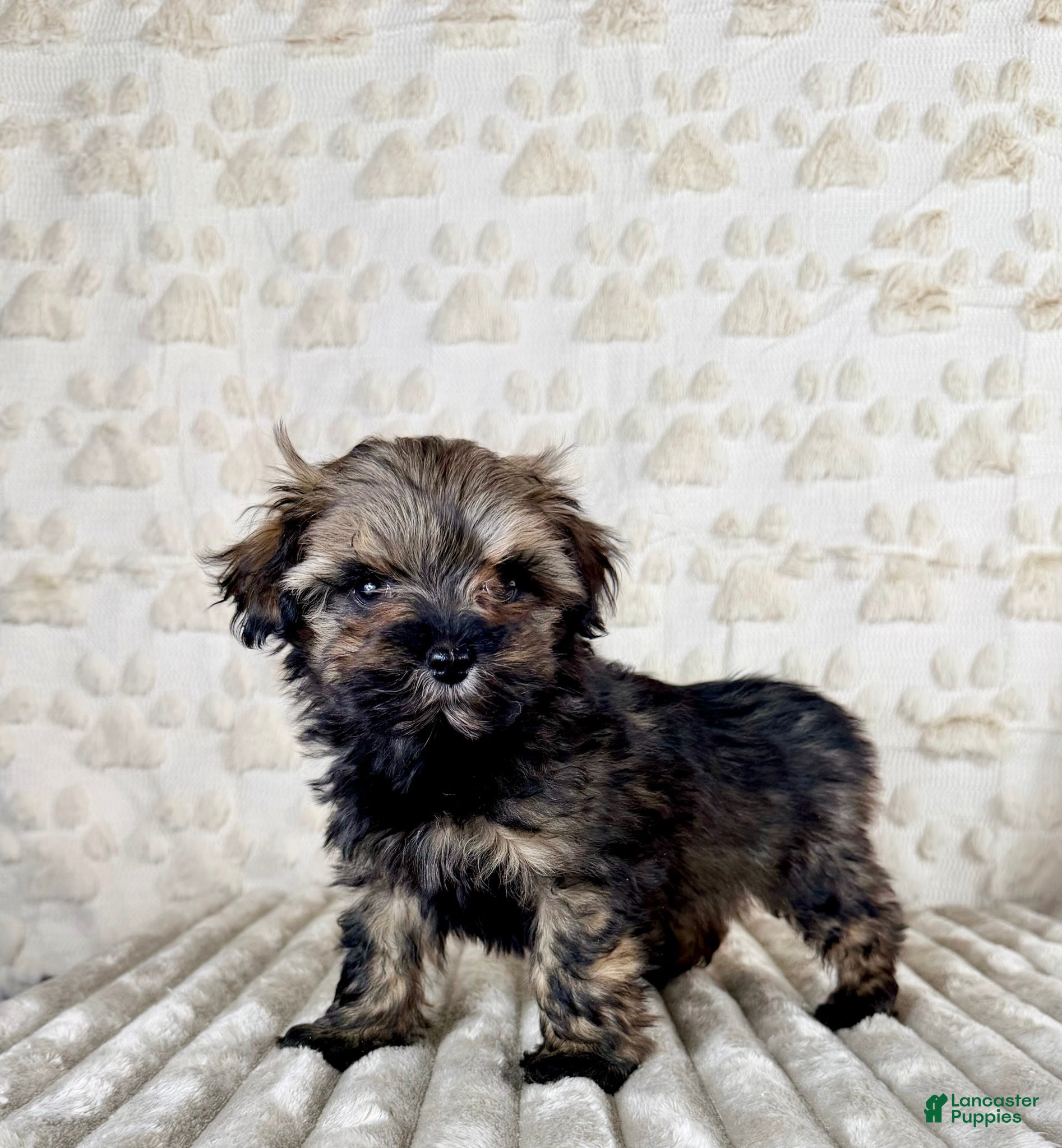 Maltipoo dogs Bobby - Ad 1