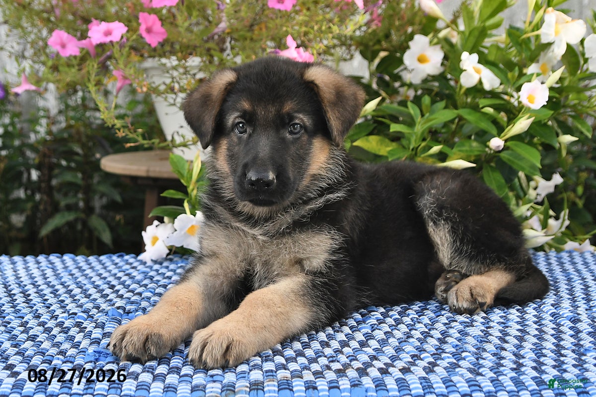 German Shepherd dogs Gunnar - Ad 2