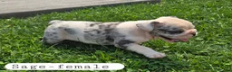 Olde English Bulldogge dogs for sale: Olde English Bulldogge 4 - Ad 8