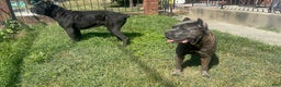 Cane Corso dogs for sale: Cane Corso Puppy 4 - Ad 14