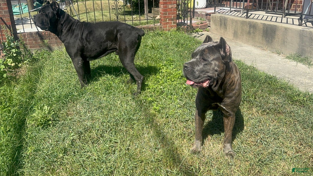 Cane Corso dogs for sale: Cane Corso Puppy 4 - Ad 14