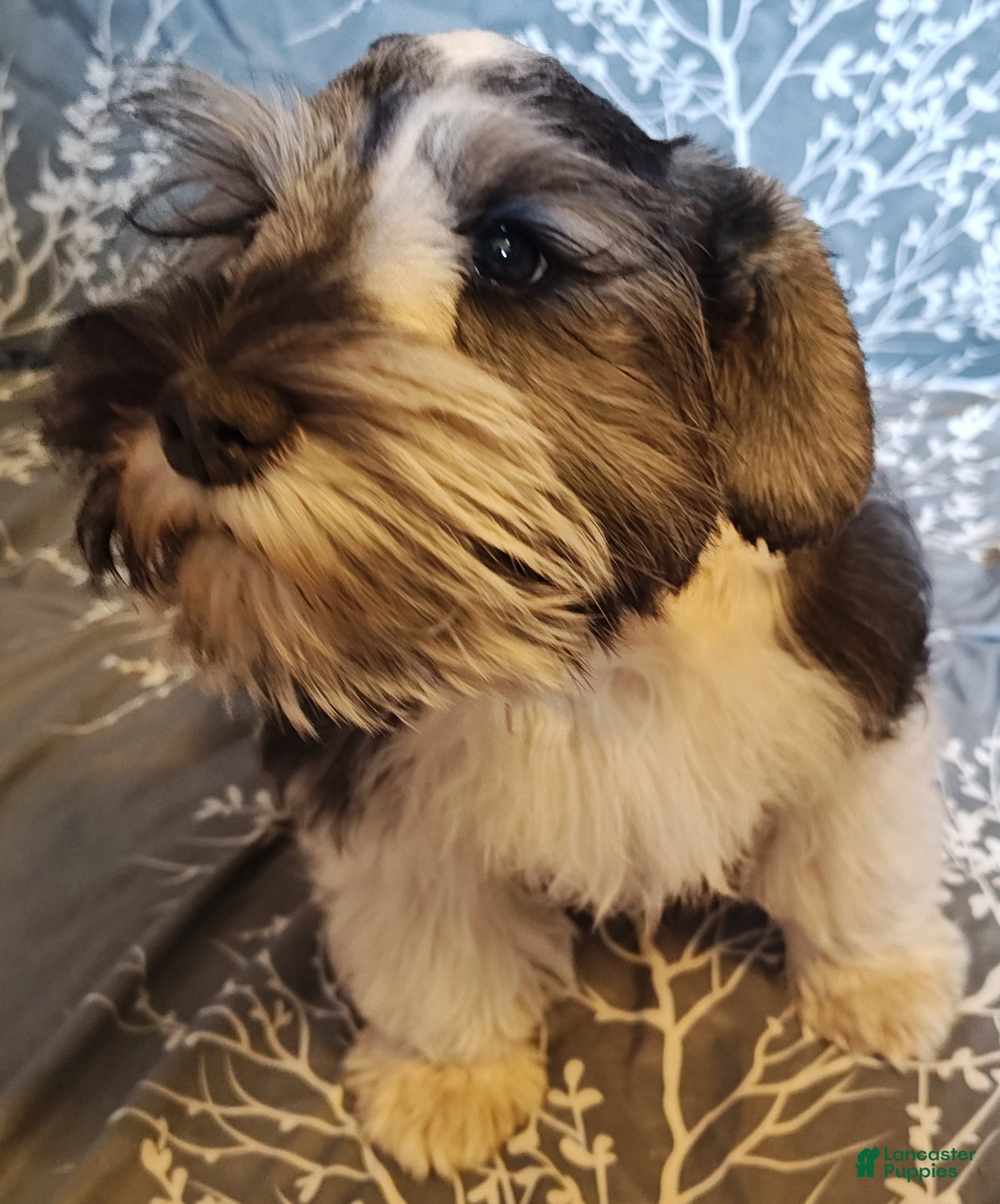 Miniature Schnauzer dogs Miniature Schnauzer Boy 3 - Ad 2