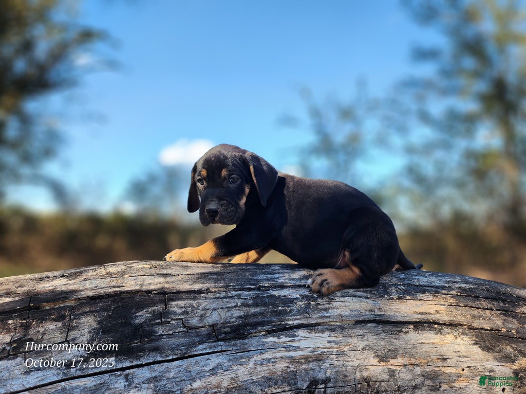 Mixed Breed dogs for sale: Fall 2025 Bloodahoula Male 1 - Ad 13