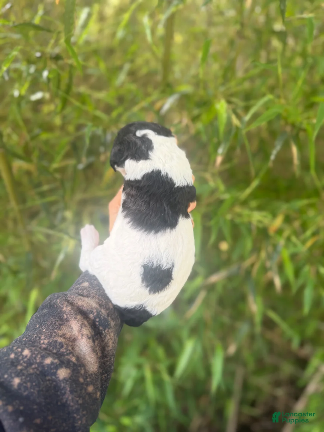 Aussiedoodle dogs for sale: Aussiedoodle Puppy 8 - Ad 2