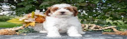 Miniature Poodle dogs for sale: Tilly - Ad 2
