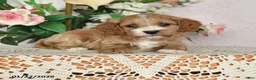 Cavapoo dogs for sale: Jubilee - Ad 3
