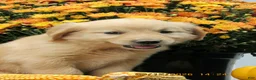 Golden Retriever dogs for sale: Golden Retriever 5 Brea - Ad 3