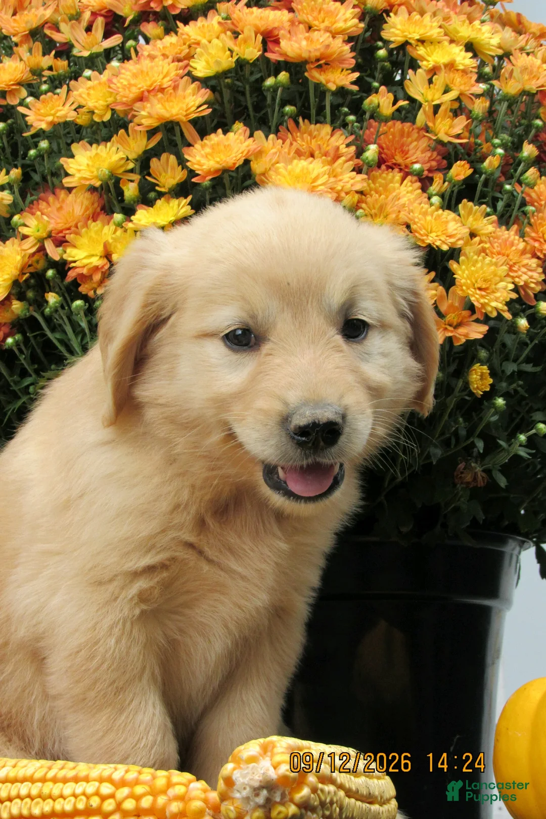 Golden Retriever dogs for sale: Golden Retriever 5 Brea - Ad 3