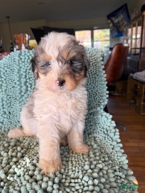 Bernedoodle dogs for sale: Sigrid - Ad 2