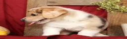 Welsh Corgi Pembroke dogs for sale: Teddy - Ad 6